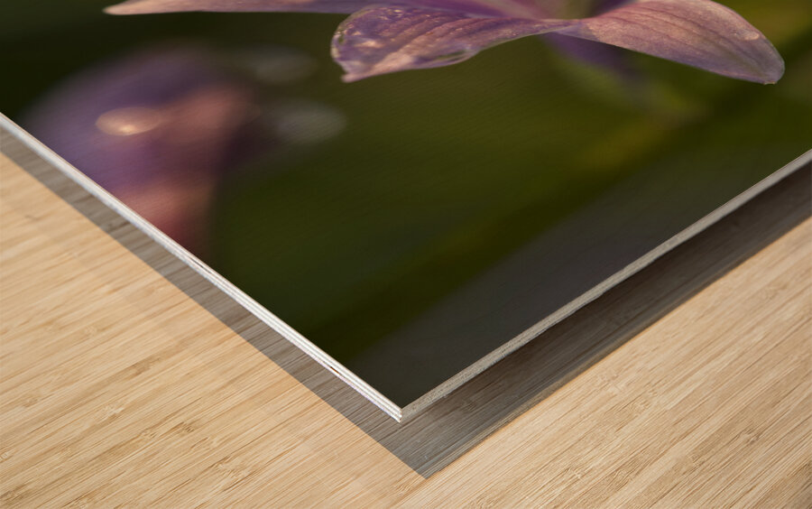 Hosta Flower Wood print