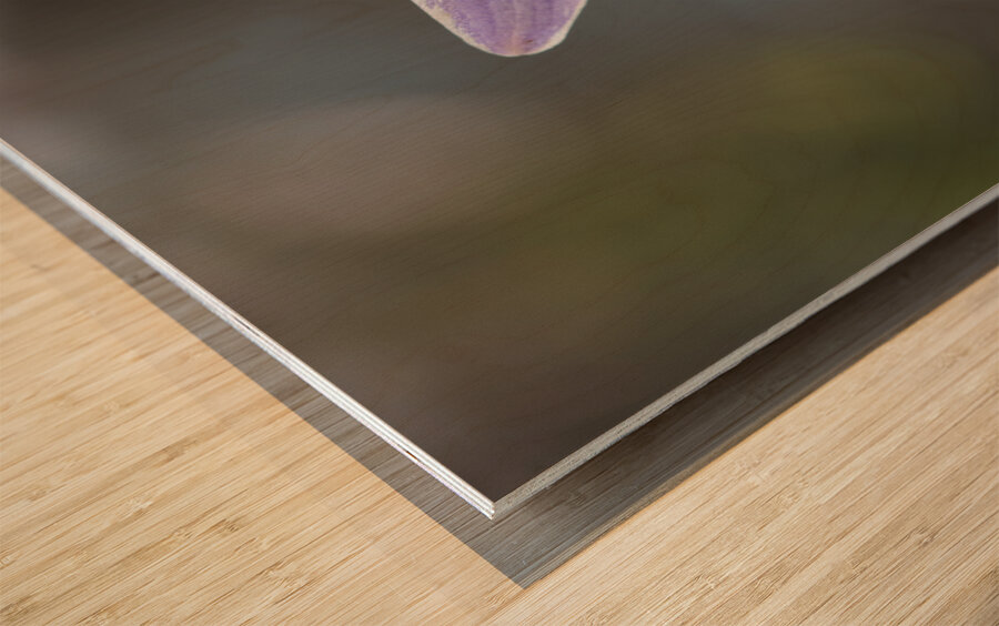 Hosta Closeup Wood print