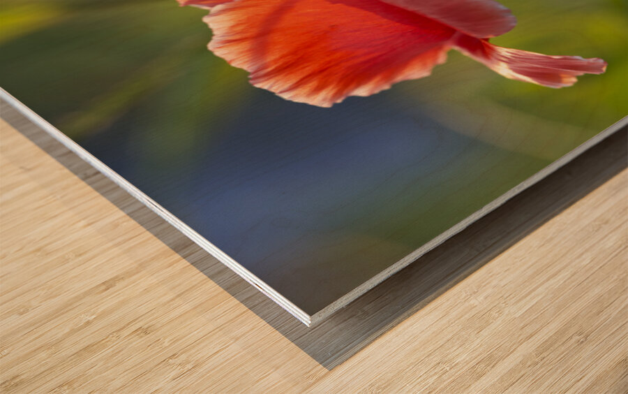 Color Burst Wood print