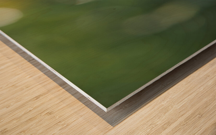 Opium Poppy Wood print