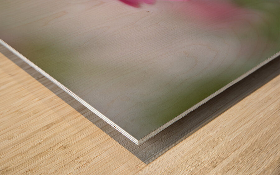 Pink Echinacea Wood print