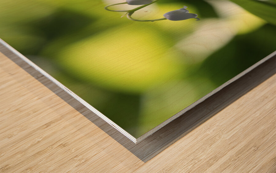 Muguet des Bois Wood print