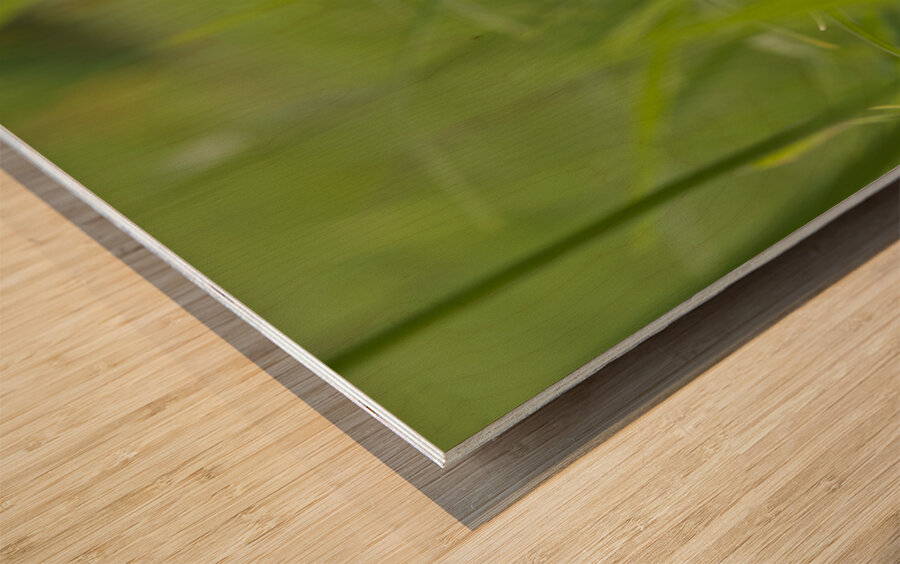 Pretty in Pink Wood print