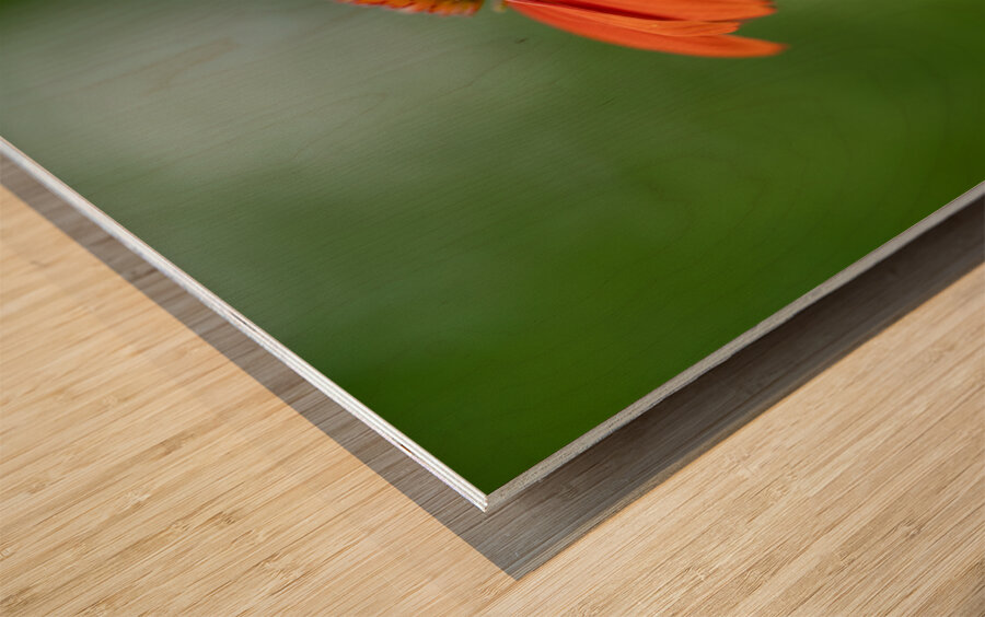 Orange You Awesome Wood print