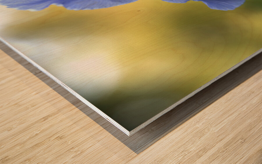 Lucky Devil Wood print