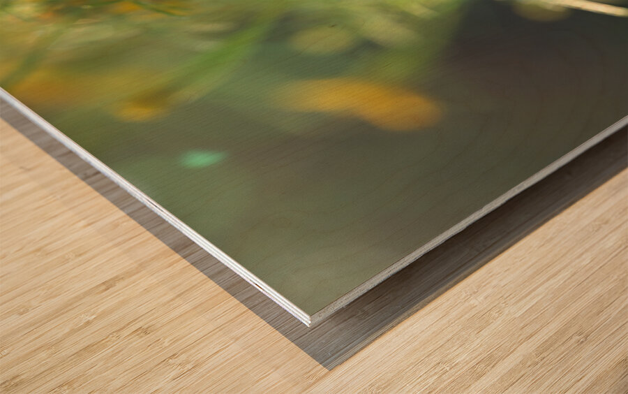 Wild Marigolds Impression sur bois