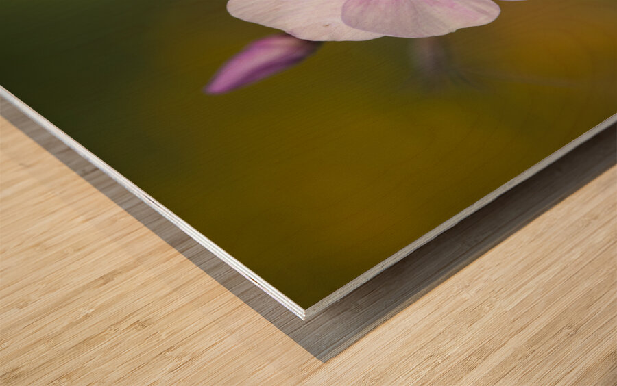 Summer Phlox Wood print