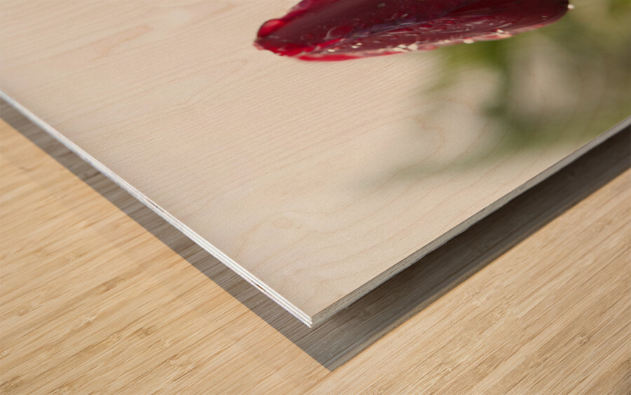 Red Beauty Wood print