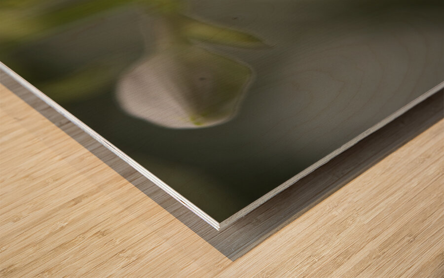 White Lily Wood print