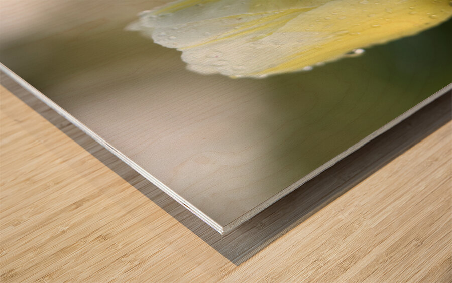 Yellow and White Tulip Wood print