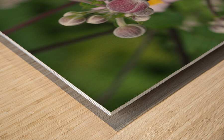 Japanese Thimbleweed Wood print