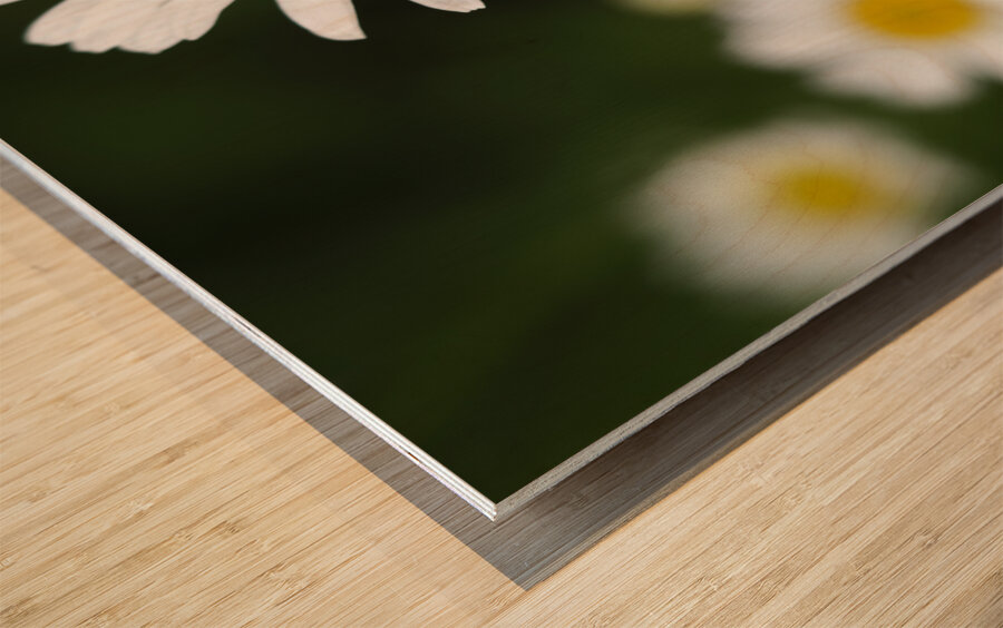 Common Daisies Impression sur bois