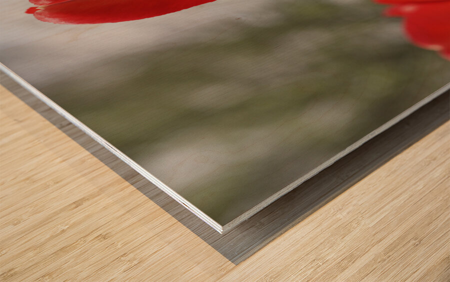 Leaning Tulip Wood print