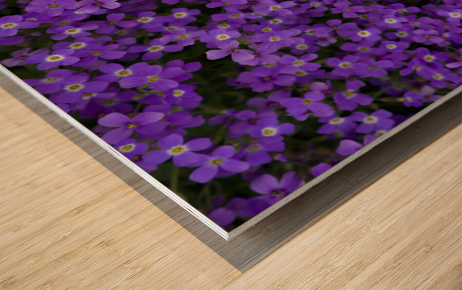 Purple Groundcover Wood print