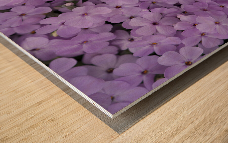 Pink Groundcover Impression sur bois