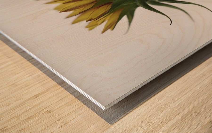 Sunflower Side View Wood print