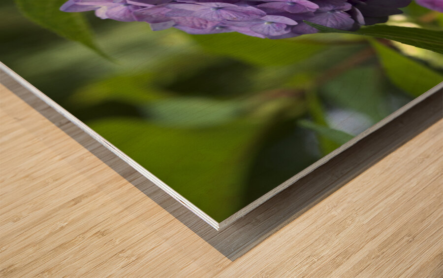 Purple Hydrangea Wood print