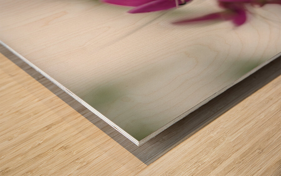 Shooting Star Wood print