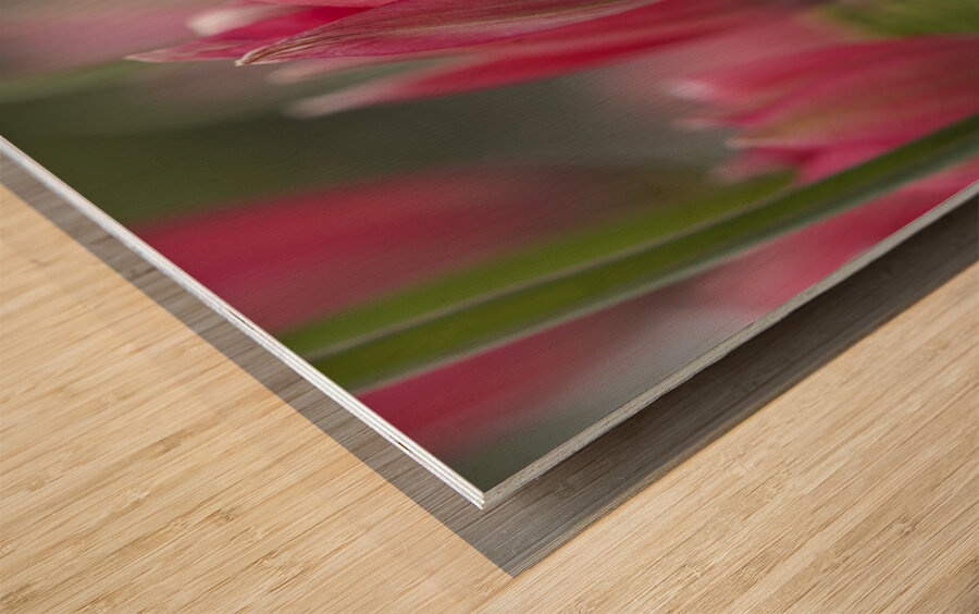 Charming Ladies Wood print