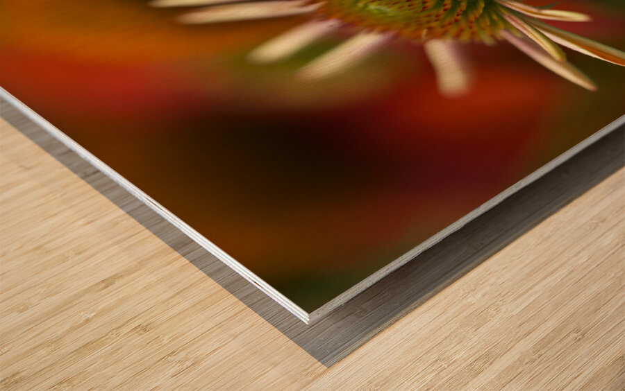 Budding Coneflowers Wood print