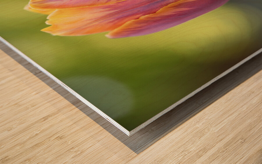 Pastel Garden Tulip Wood print