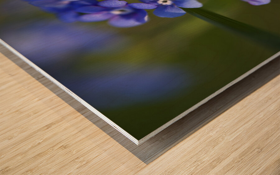 Beautiful in Blue Impression sur bois