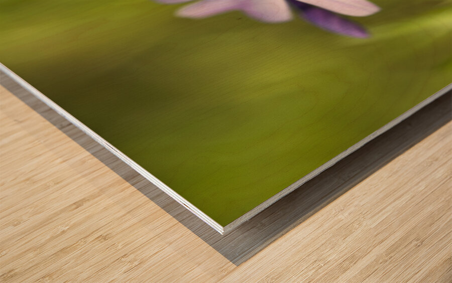 Vibrant Moss Phlox Wood print