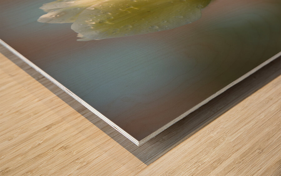 Dreamy Beauties Wood print