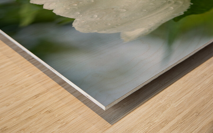 The Plumpy One Impression sur bois