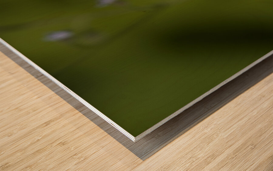 Tiny Blue Beauties Impression sur bois