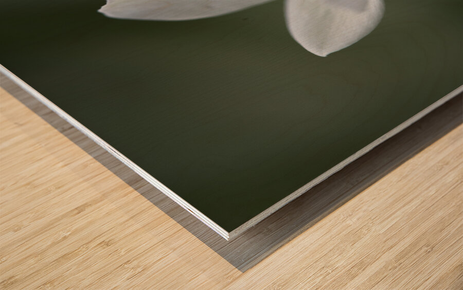 Lady in White Wood print