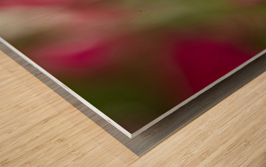 Blanket Flower Wood print