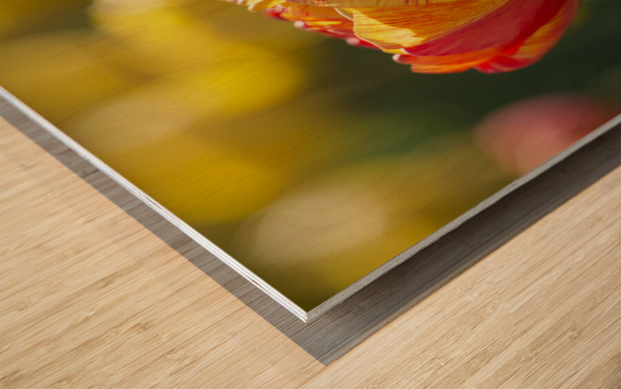 The Lovely One Wood print