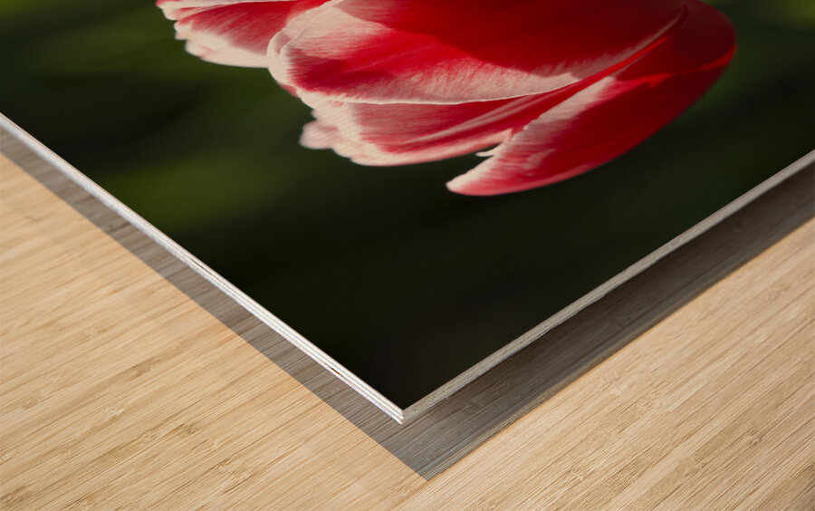 Pretty One Wood print