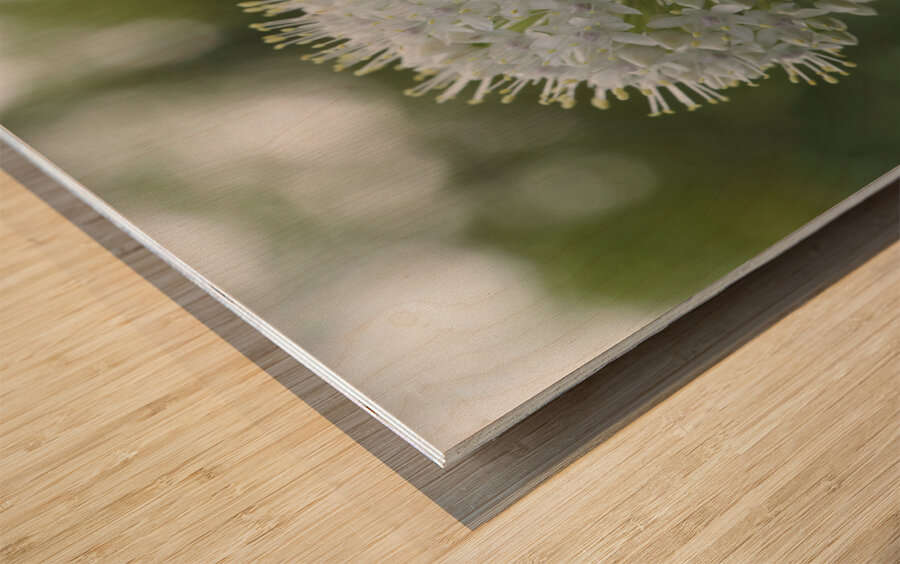 The White One Wood print