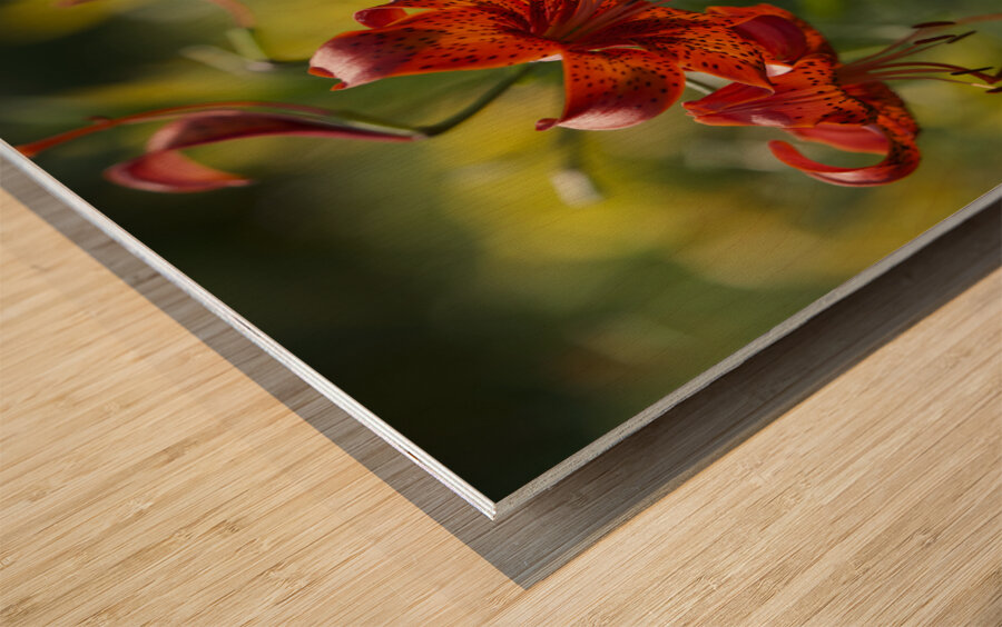Tiger Lilies Wood print
