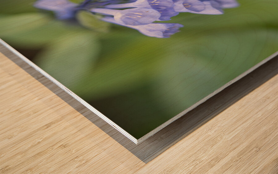 Petites Clochettes Wood print