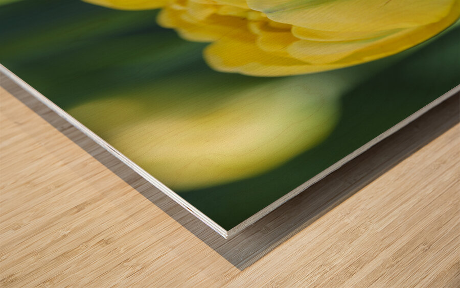 Pretty in Yellow Wood print