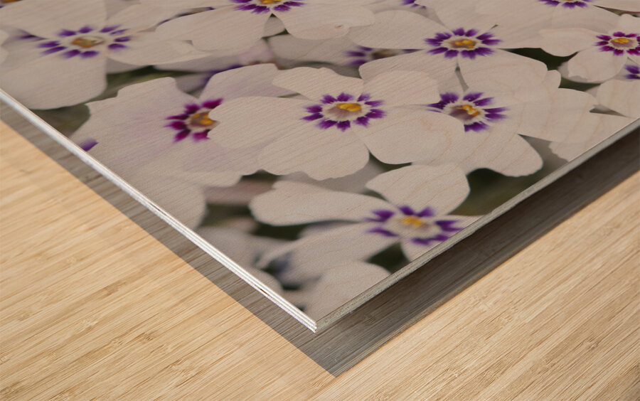 Little Darlings Wood print