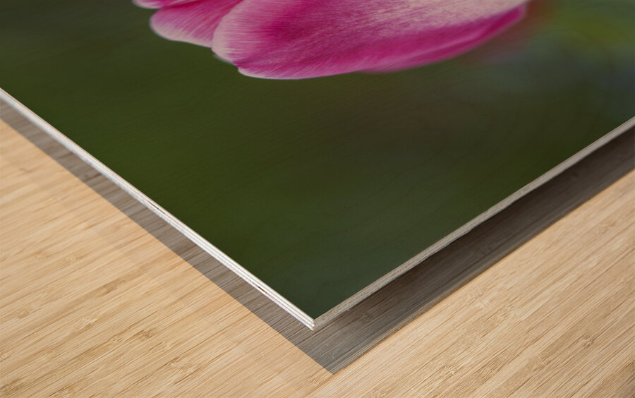 Barbie Pink Wood print