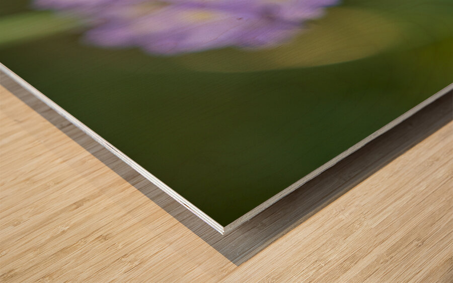 Drumsticks Wood print