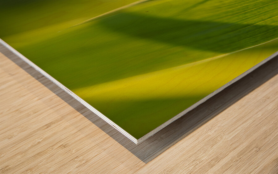 Here Comes the Sun Wood print