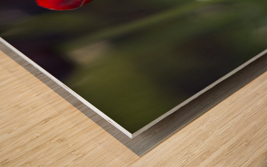 Exquisite Beauty Wood print