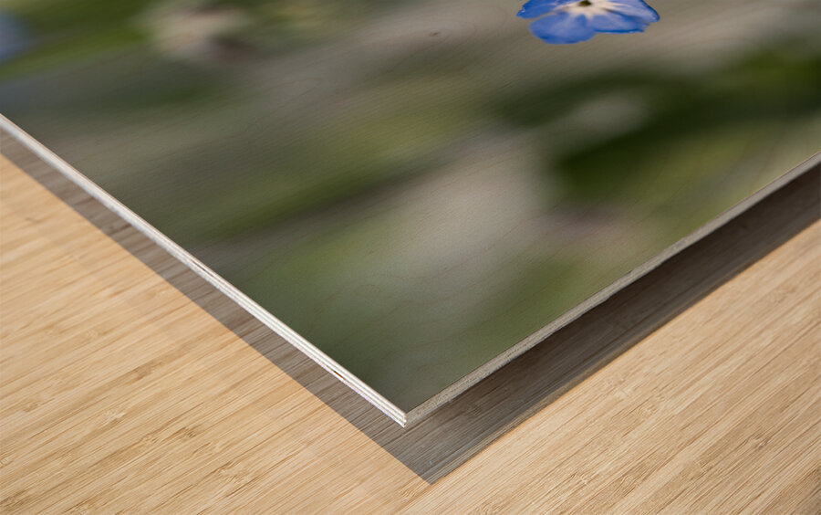 Beauties in Blue Wood print