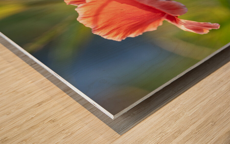 Pretty Poppy Wood print