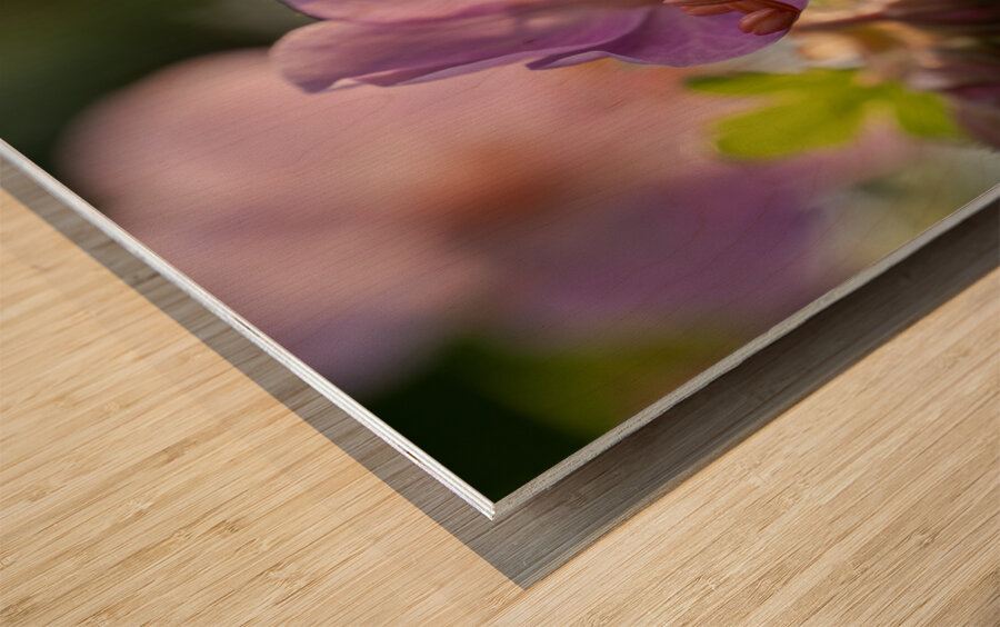 Catching Sun Rays Wood print