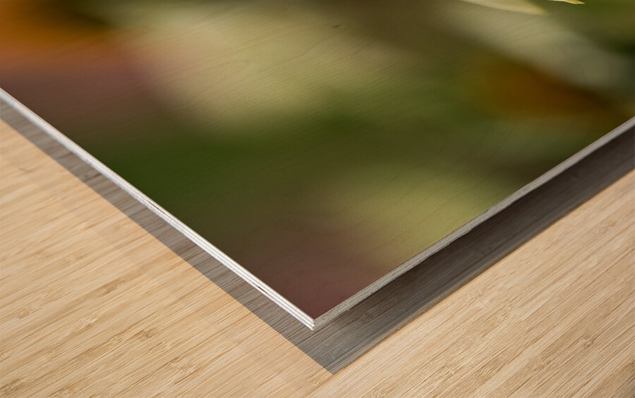 White Swan Wood print