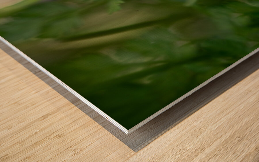 Velvety Blue Wood print