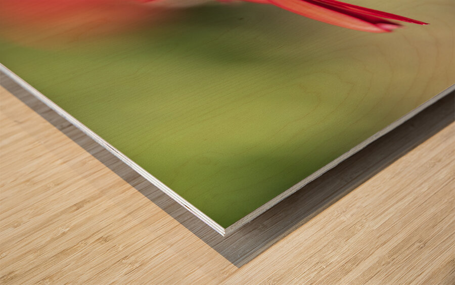 Simply Red Wood print