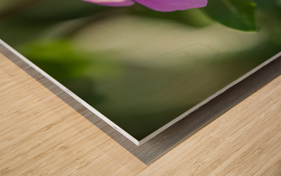 Pink Periwinkle Impression sur bois